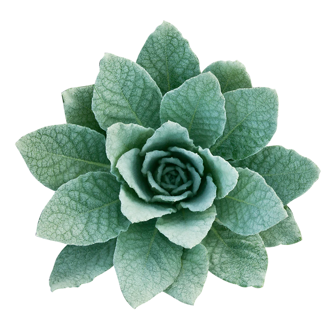 Mullein-Leaf-Extract