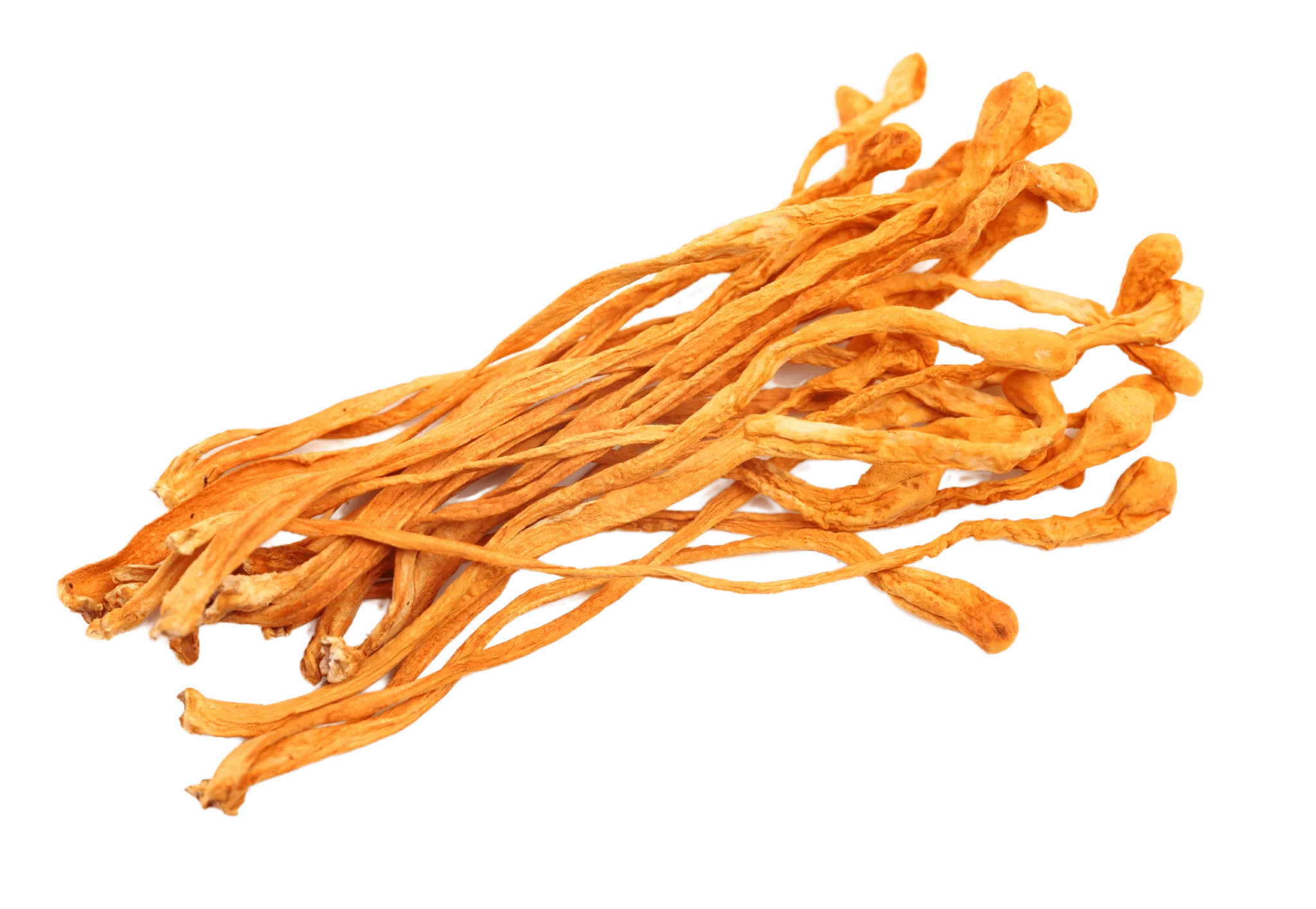 Cordyceps