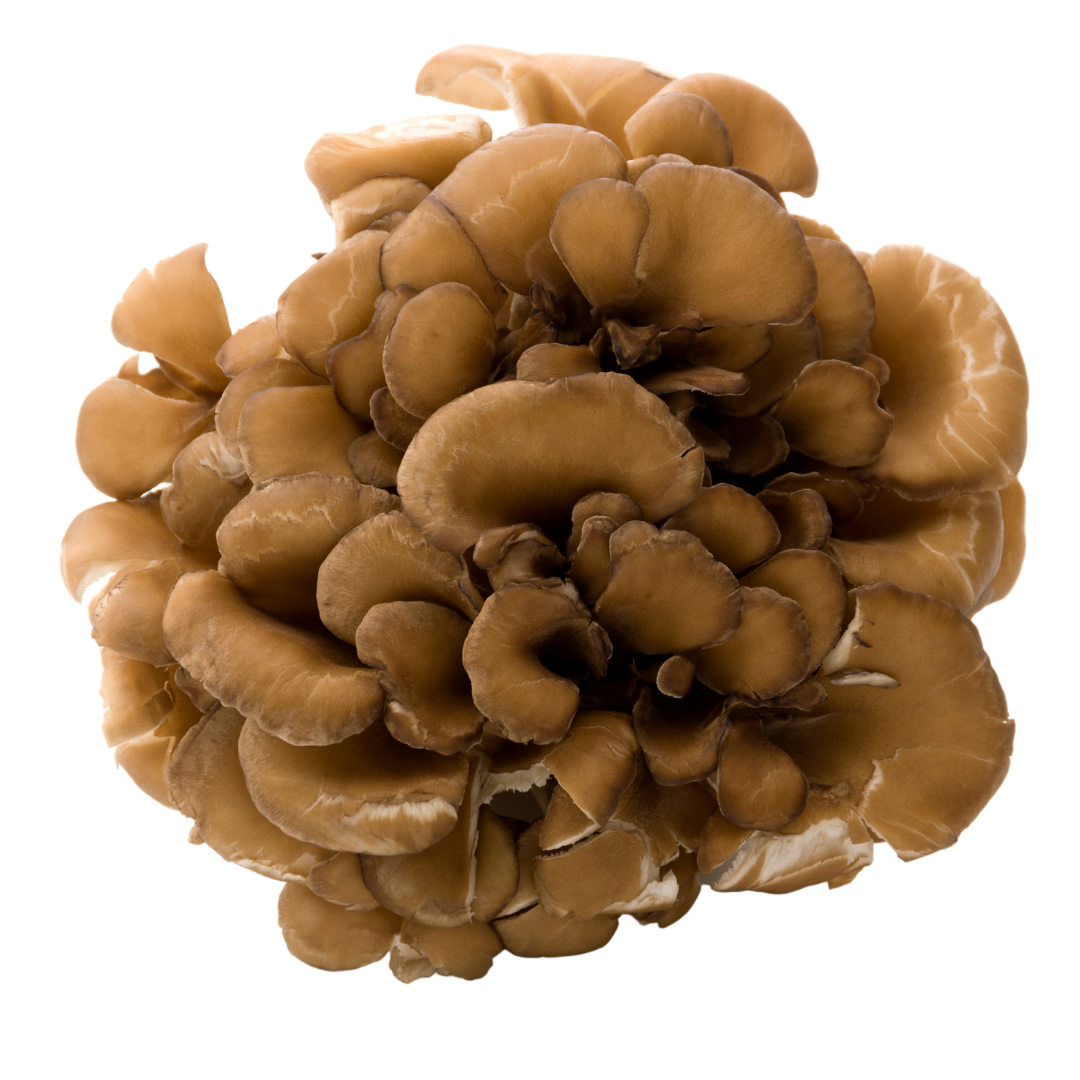 Maitake (1)