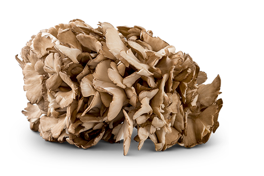 maitake-mushroom-group