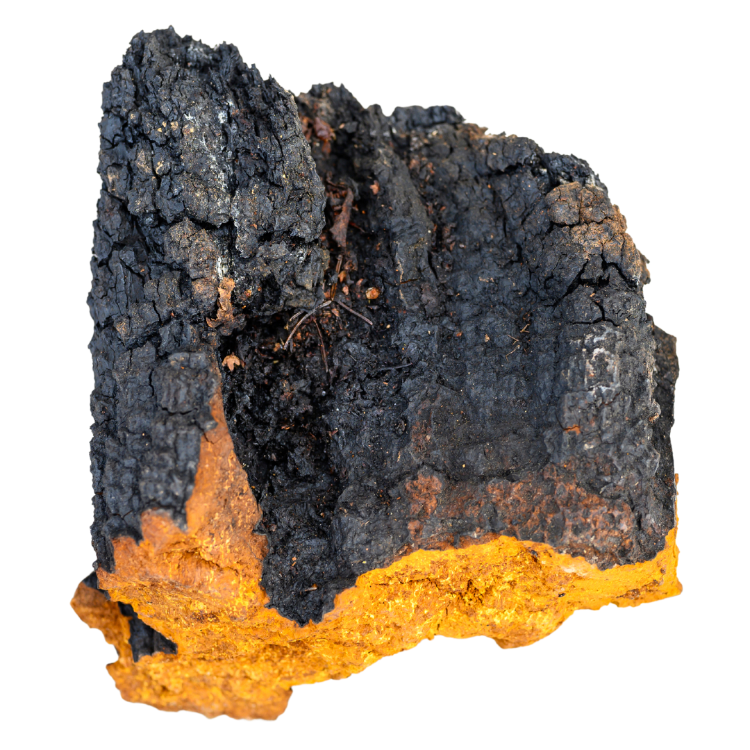 wild-harvested-chaga-mushroom