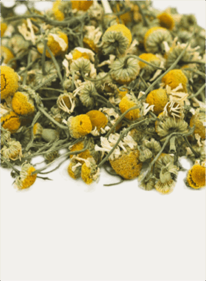 AntiMicrobial Cream - Image 3