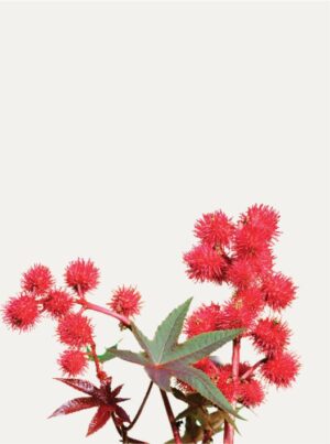 Black Organic Castor Oil - Image 2