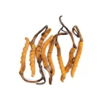 Cordyceps sinensis, also known as Caterpillar Mushrooms. The mushrooms have elongated shapes with brown stems and lighter-colored caps. The image highlights the natural beauty and intricate structure of Cordyceps sinensis."