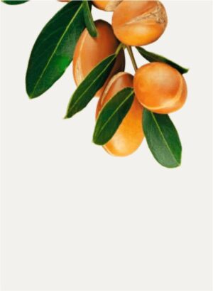 MSHRM SERUM 30 ML - Image 3