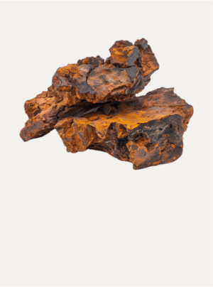 Inonotus Obliquus | Chaga - Image 2