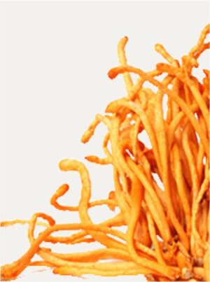Cordyceps | Caterpillar Fungus - Image 5