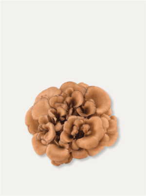 Grifola Frondosa | Maitake - Image 2