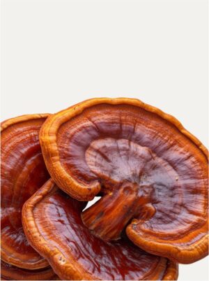 Ganoderma Lucidum | Reishi - Image 2