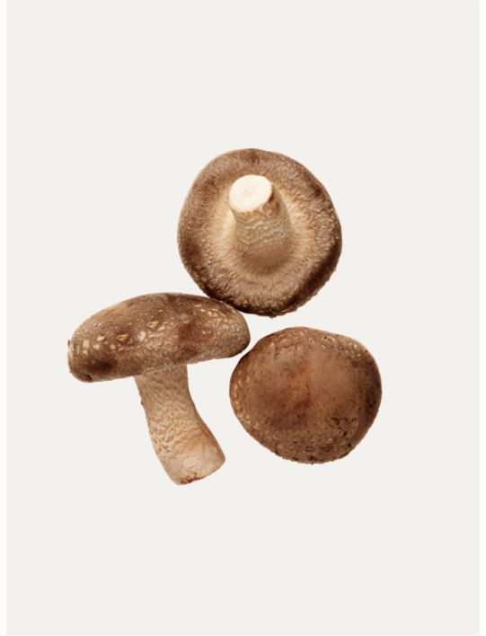 Lentinula Edodes | Shiitake - Image 5