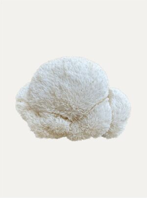Hericium erinaceus | Lion’s Mane - Image 2