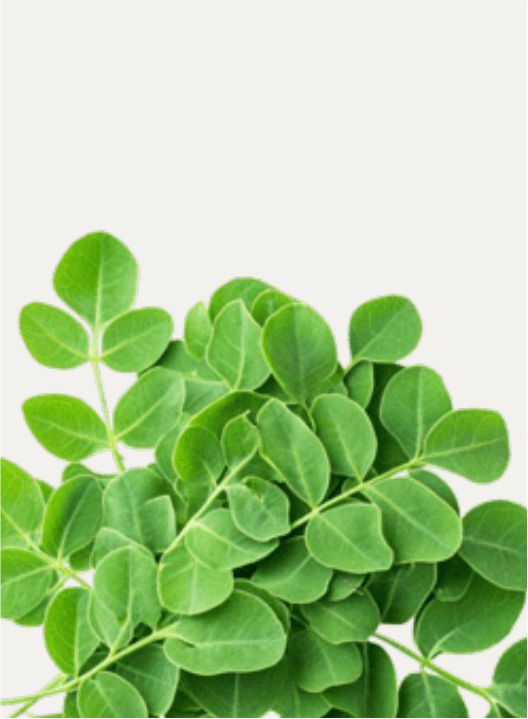 CBD Marula Night Cr 100 ml - Image 4