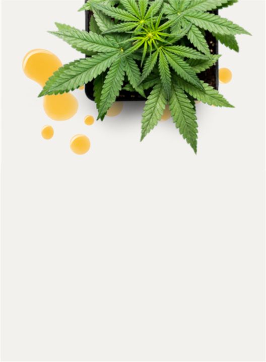 CBD Marula Night Cr 100 ml - Image 3