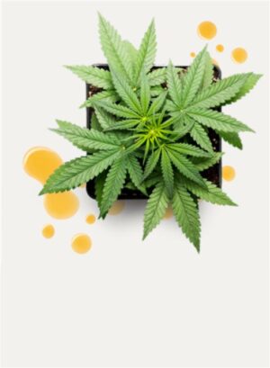 CBD Rooibos Serum 30 ml - Image 3