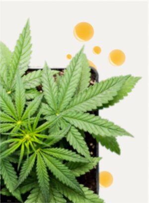 CBD Soothing Cream 100 ml - Image 5