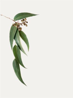 Eucalyptus Oil - Image 5
