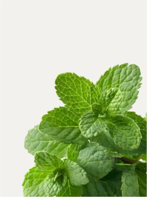 Herbal Balm - Image 3