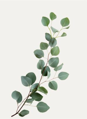 Herbal Ice - Image 5