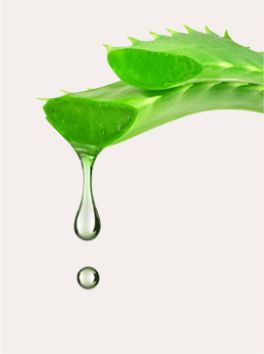 Aloe vera leaf with a droplet of clear gel forming at the tip, showcasing its natural texture and color.