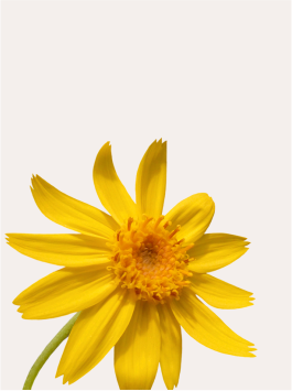 Bright yellow Arnica montana flowers in bloom, the medicinal herb also known as leopard's bane or mountain arnica.
