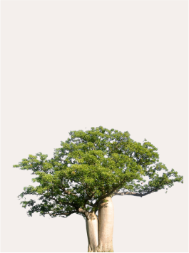 Golden baobab oil in a clear glass bottle, cold-pressed from the seeds of the African baobab tree, showing its rich texture.